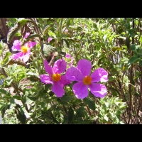 Cistus Creticus subsp Creticus (fam. Cistacees), Europe meridionale et Afr. du nord (2)